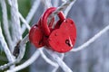 Metal `Tree of Happiness `with` locks of fidelity` for wedding ceremonies in the park `Love and Fidelity`. Historically restored p