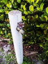 Water Spigot on a White PVC Pipe by a Tree Buah Royalty Free Stock Photo