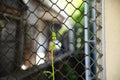 Metal wire mesh fence with young leaf of Ivy Gourd