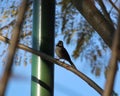 Rufous-collared sparrow perched on a branch in a city park Royalty Free Stock Photo