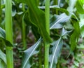 Metalle of leaves and green stems of growing corn plant