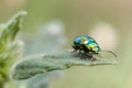 Metallic beetle on mint