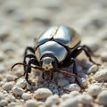 Metallic Beetle on Rocky Ground Royalty Free Stock Photo