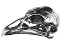 Metallic Bird Skull Royalty Free Stock Photo