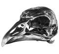 Metallic Bird Skull Royalty Free Stock Photo