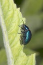 Metallic blue beetle eating mint leaf
