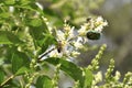 Metallic blue beetle on a green branch with blooming white flower Royalty Free Stock Photo