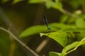 Metallic Blue-Green Male Ebony Jewelwing Damselfly Royalty Free Stock Photo