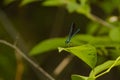 Metallic Blue-Green Male Ebony Jewelwing Damselfly on Leaf Royalty Free Stock Photo