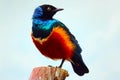 Metallic blue and green superb starling lamprotornis superbus sitting on one leg on top of a truncated tree trunk looking backwa