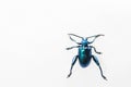 Metallic Blue Leaf Beetle Royalty Free Stock Photo
