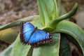 Metallic Blue Morpho butterfly on a leaf