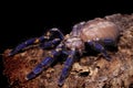 Metallic blue Peacock Gooty Sapphire Ornamental Tarantula