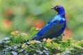 A metallic blue starling bird is preying on a cricket in the bush.