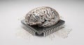 Metallic Brain on Microchip: Visualizing Advanced Artificial Intelligence and Neural Network Concepts for Technology Business. Royalty Free Stock Photo