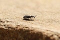 A metallic bronze ground beetle with tiny hairs on its body and legs called setae