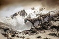 Droid horses running by mountains