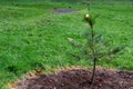 Metallic gold Christmas ornament on a small newly planted evergreen tree in a park