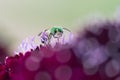 Metallic Green Bee Royalty Free Stock Photo