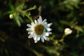 Metallic-green beetle - the rose chafer (Cetonia aurata) on the wild ox-eye daisy (Leucanthemum vulgare), top Royalty Free Stock Photo