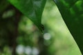 A metallic green beetle walks on the tip of a Betel leaf Royalty Free Stock Photo