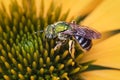 Metallic green Bicolored Sweat Bee Agapostemon virescens on yellow coneflower Royalty Free Stock Photo