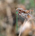 Metallic green damselfly, Chalcolestes viridis, formerly Lestes viridis aka Willow emerald damselfly or Western willow