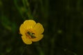 Metallic green false oil beetle on a butterecup flower Royalty Free Stock Photo