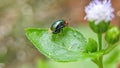 metallic green insect not a fly or a beetle Royalty Free Stock Photo