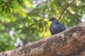 Metallic Green Nicobar Pigeon Bird . Royalty Free Stock Photo