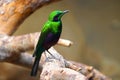 Metallic green and purple emerald starling sitting on a branch