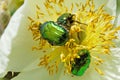 Green rose chafers in white peony blossom