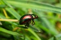 Metallic green, shiny leaf beetle (Chrysomelidae Royalty Free Stock Photo