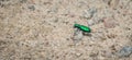 Metallic Green Six spotted Ttiger beetle - Cicindela sexguttata. Royalty Free Stock Photo