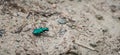 Metallic Green Six spotted Ttiger beetle - Cicindela sexguttata. Royalty Free Stock Photo