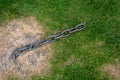 Metallic industrial iron fastening chain on a green grass. Security and safety Royalty Free Stock Photo