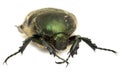 Metallic leaf beetle on a white Royalty Free Stock Photo