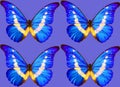 Metallic morpho butterflies comprise many species of Neotropical butterfly Royalty Free Stock Photo