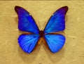 Metallic morpho butterflies Royalty Free Stock Photo