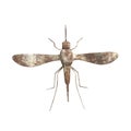 Metallic mosquito Royalty Free Stock Photo