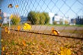 Metallic net-shaped fence from wire with autumn leaf stucked in it on a background of blur city Royalty Free Stock Photo