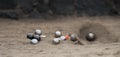 Metallic petanque balls and jack Royalty Free Stock Photo