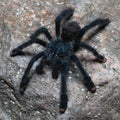 Metallic Pinktoe Tarantula