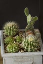 Metallic pot with several hedgehog and barrel cacti and one Royalty Free Stock Photo