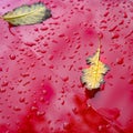 Metallic red car hood with autumn leaves and raindrops