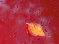 Metallic red car hood with autumn leaves and raindrops