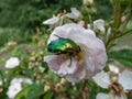 Rose chafer or the green rose chafer (Cetonia aurata) crawling on a white and pink buds and blossoms of apple tree Royalty Free Stock Photo