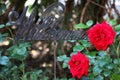 A metallic sign with the german word welcome in the garden with red roses