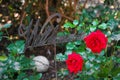 A metallic sign with the german word welcome in the garden with red roses