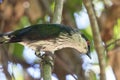 Metallic Starling in Australia